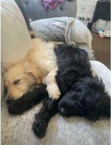 3 Gorgeous Golden-Doodle Puppies