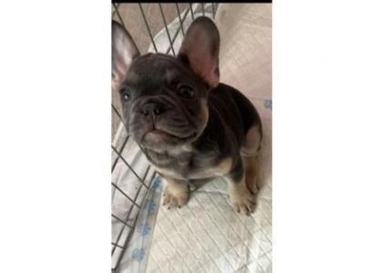 Chunky Male & Female French Bulldog Puppies For Sale