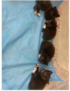 British Shorthair kittens MIX