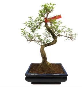 How to repot a Serissa Foetida Bonsai?