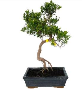 How to repot a Chinese Myrtle Bonsai?