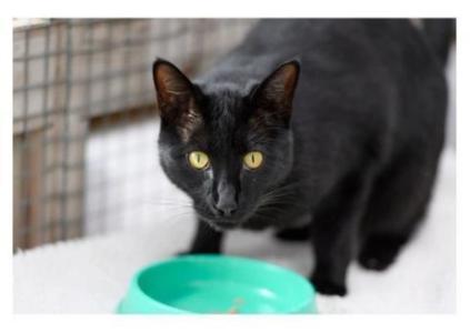 Cosy Cattery Chalets in Daventry