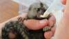 Marmoset Monkey Ready Now