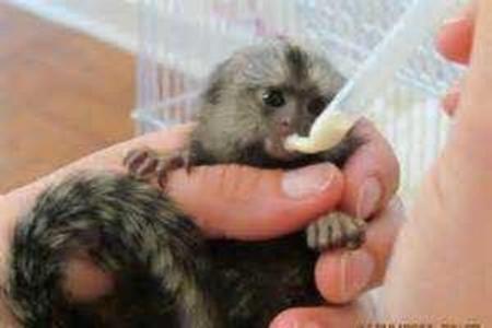 Marmoset Monkey Ready Now