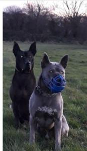 Thai ridgeback puppies