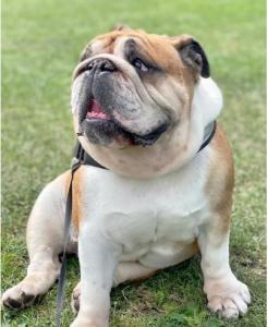 Chunky English bulldog for sale