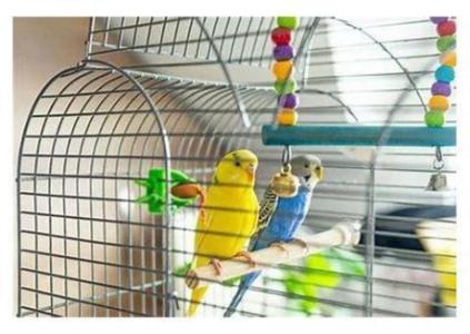 Cage birds make delightful pets