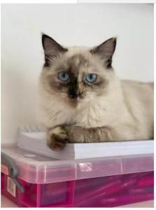 GCCF Ragdoll For Sale