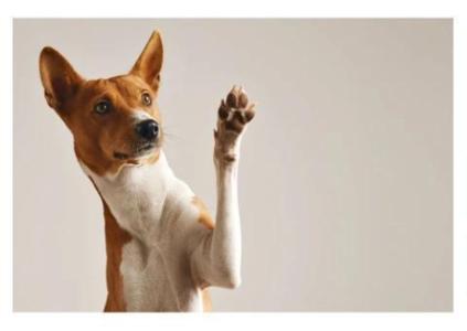 Good Vet in Southampton