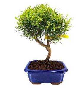 How to feed & fertilize a Chinese Myrtle Bonsai?