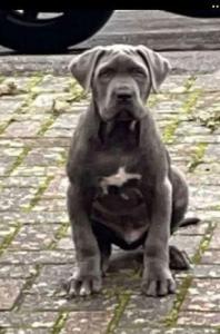 CH Pedigree XL Cane Corso Puppies