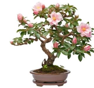 How to repot a Chinese Rose Bonsai?