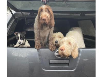 Emergency Vets Glasgow