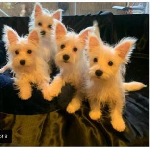 Westie, West Highland Terrier girl available
